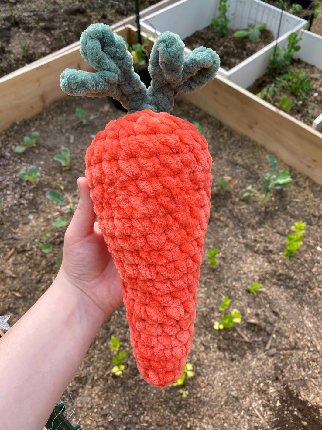 Jumbo Carrot