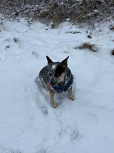 Load image into Gallery viewer, Baby Derpy
